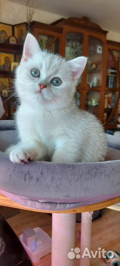 Замурчательный котенок, британский короткошерстный