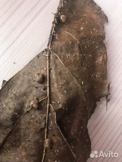 Улитята Ахатины