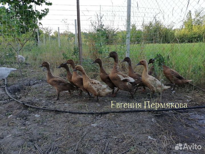 Утки хаки кэмпбелл, каюга