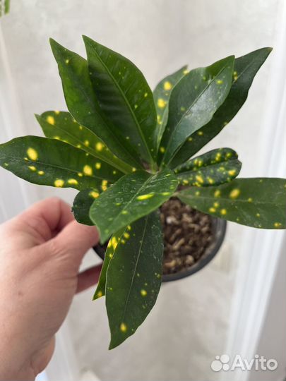 Домашние растения цветы