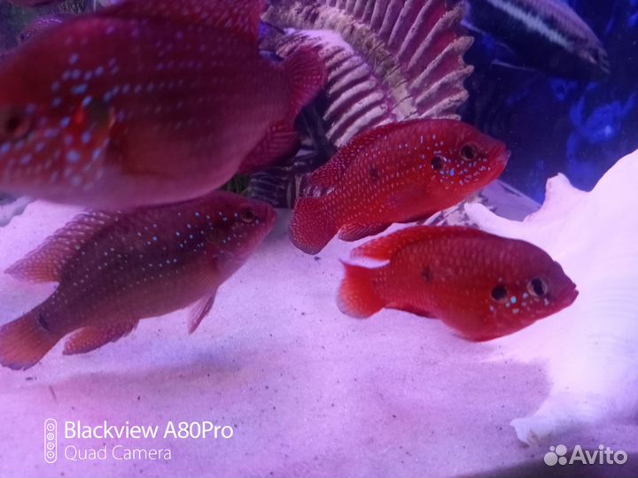 Рыба цихлиды