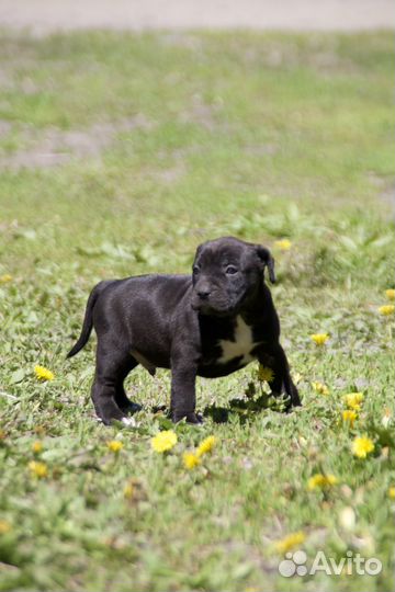 Американский стаффордширский терьер щенки