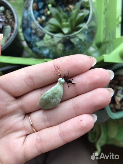 Суккуленты