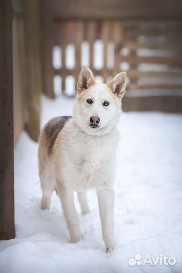 Собака в добрые руки, щенок в дар