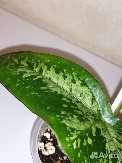 Перец декоративный и Пассифлора летучая мышь