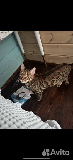 Бенгальский кот