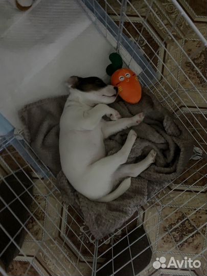 Клетка вольер для собаки