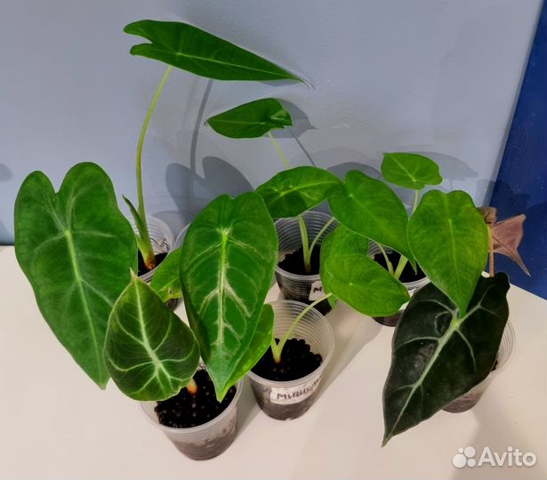 Алоказия детки