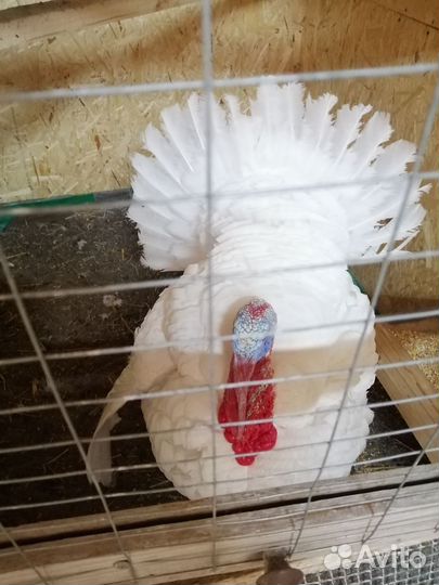 Белая Широкогрудая