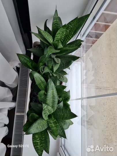 Сансевиерия