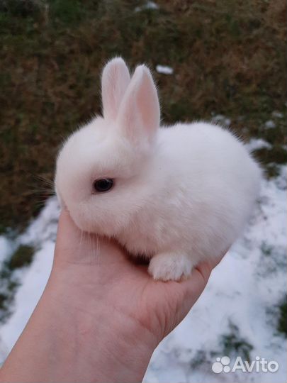 Продам декортивных крольчат
