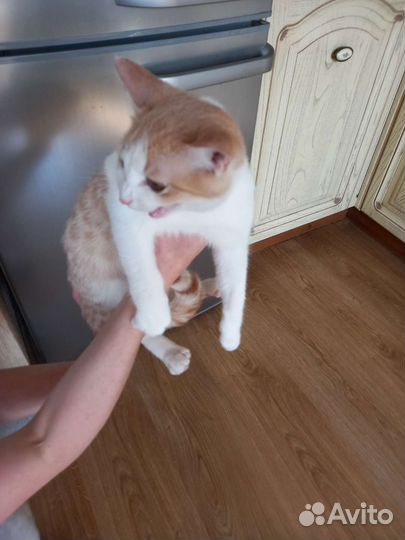 Котенок Персик ищет дом
