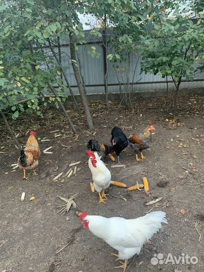 Молодые петушки