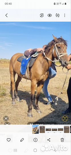 Лошадь ездовая