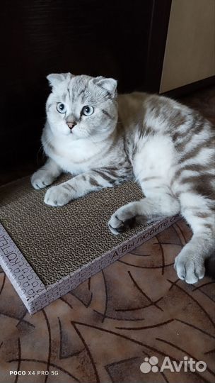 Шотландский кот на вязку