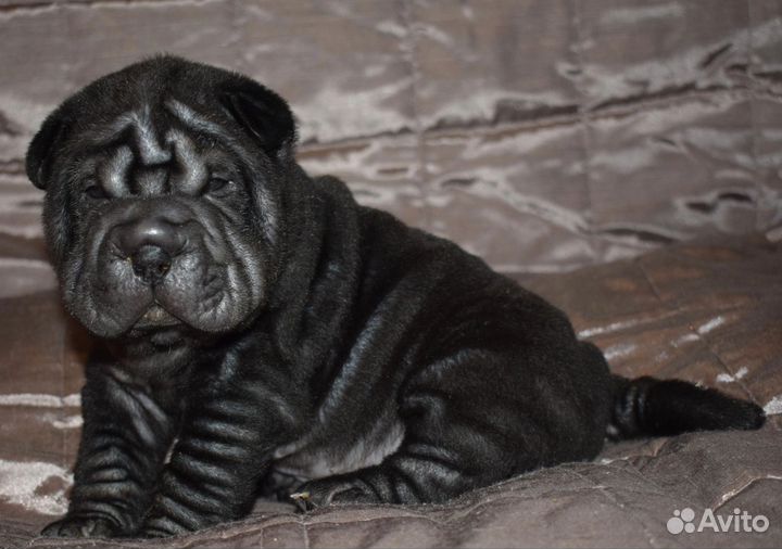 Плюшевое чудо шарпей