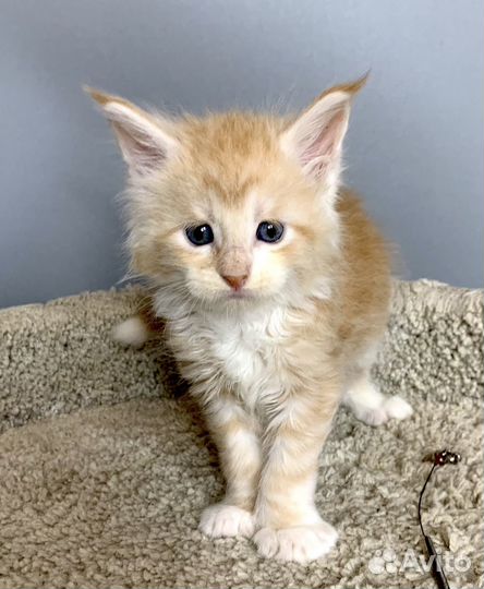 Мейн-кун Мальчик