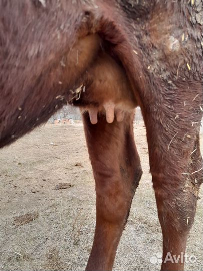 Корова дойная