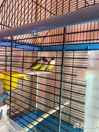 Амадины Гульда