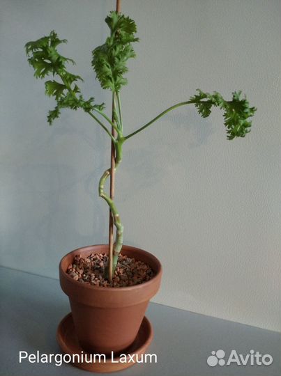 Пеларгония Суккулентная