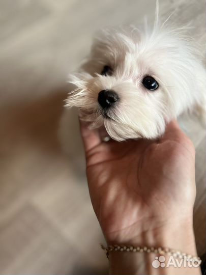 Щенки мальтезе