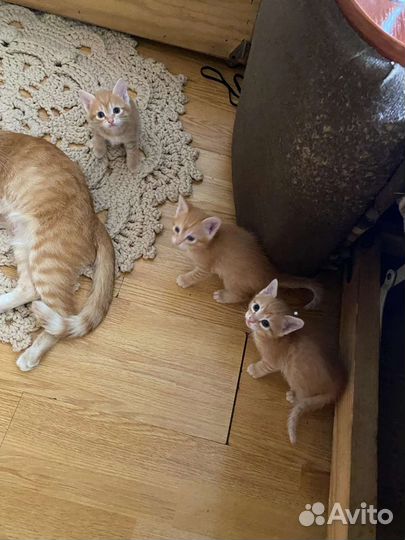Кошка в дар