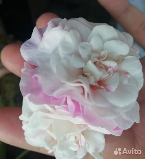 Пеларгония PAC Viva Carolina/ Пак Вива Каролина