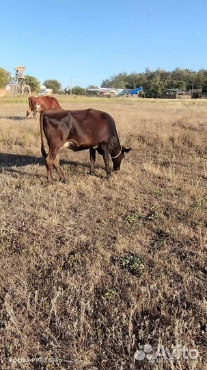 Коровы дойные молочные