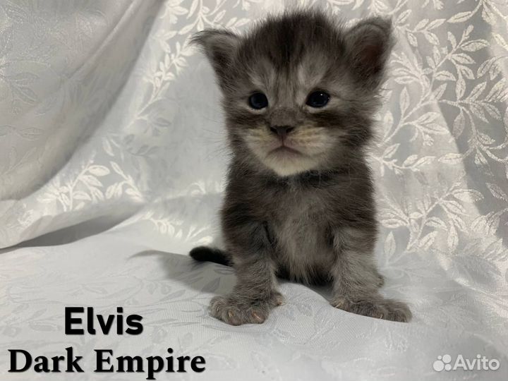 Котенок мейнкун черный дым