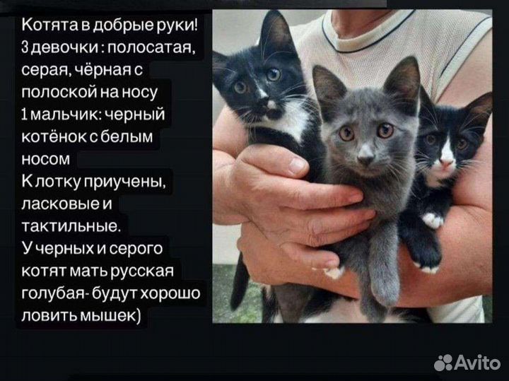Котята в добрые руки