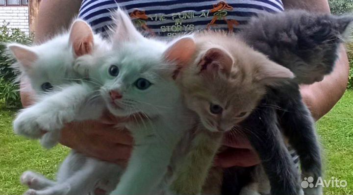 Котята ищут дом