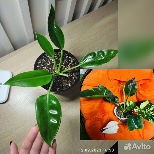 Филодендроны Коллекционные