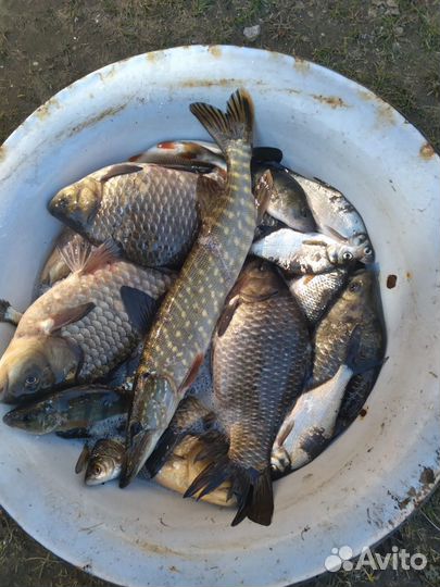 Картофель, рыба