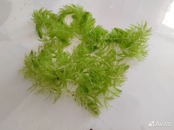 Водоросли для аквариума