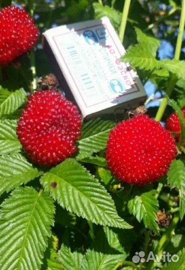 Малина земляничная (тибетская) (розолин)