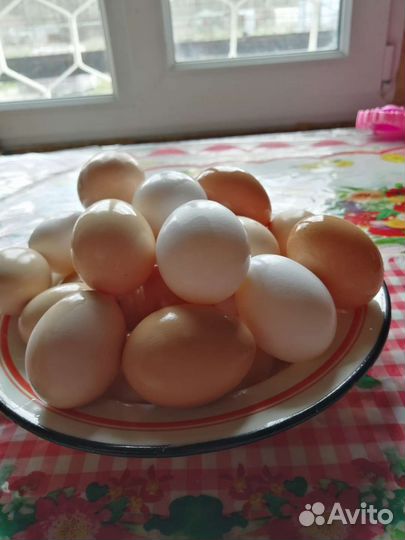 Домашние куриные яйца