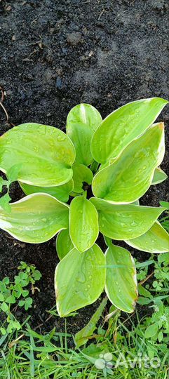 Хосты сортовые