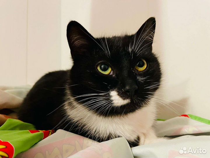 Котик 8 месяцев