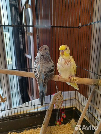 Волнистый попугай