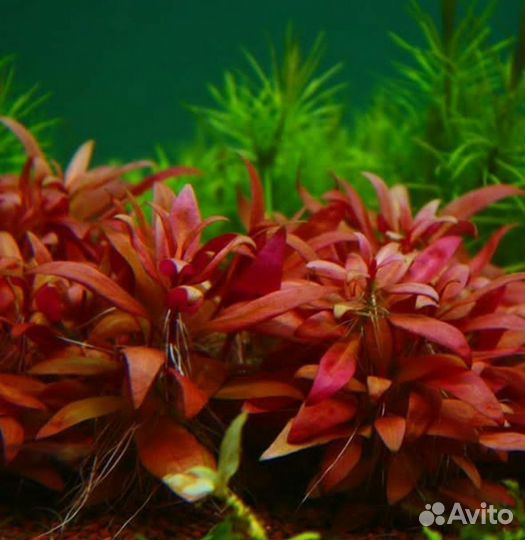 Растения для аквариума и пруда