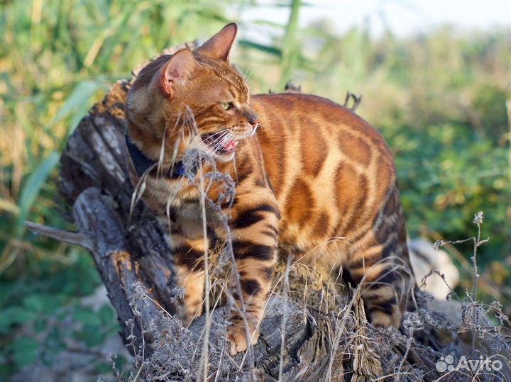 Бенгальский кот вязка