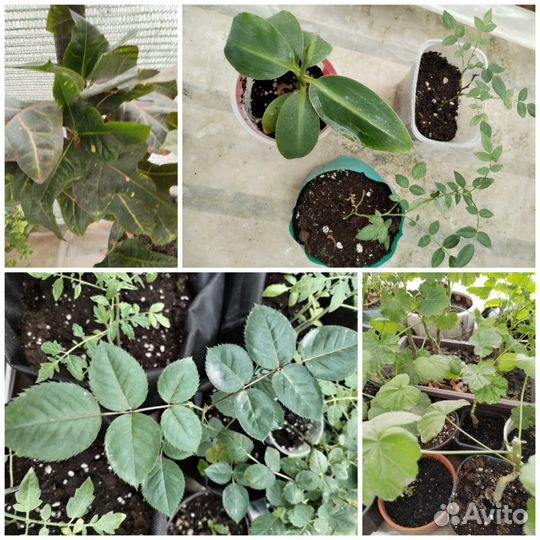 Комнатные цветы