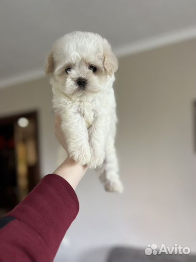 Мальтипу мишка умка микро ф1