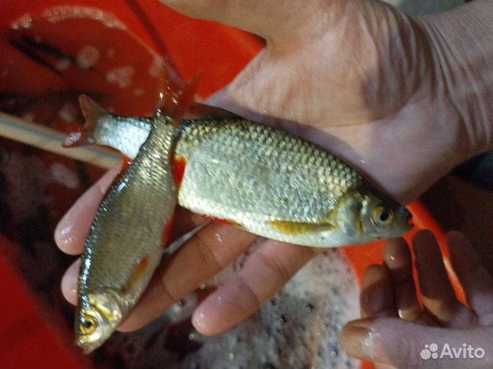 Живец красноперка