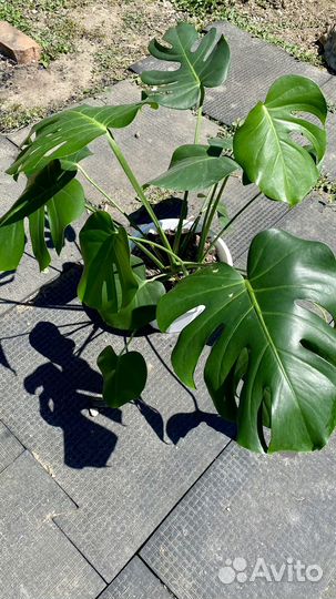 Монстера деликатесная