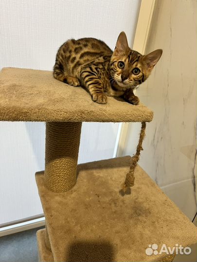 Бенгальская