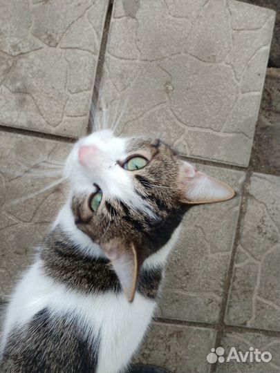 Котята в добрые руки даром