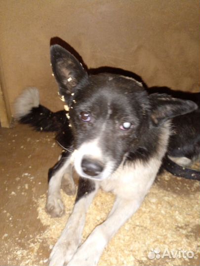 Слепой мальчик, в дар