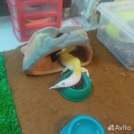 Ящерица эублефар