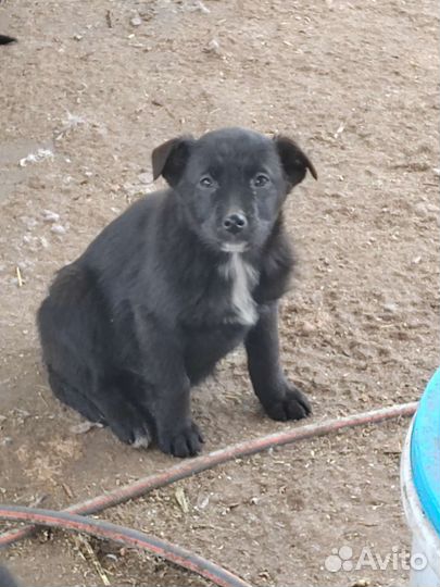 Щеноки в добрые руки